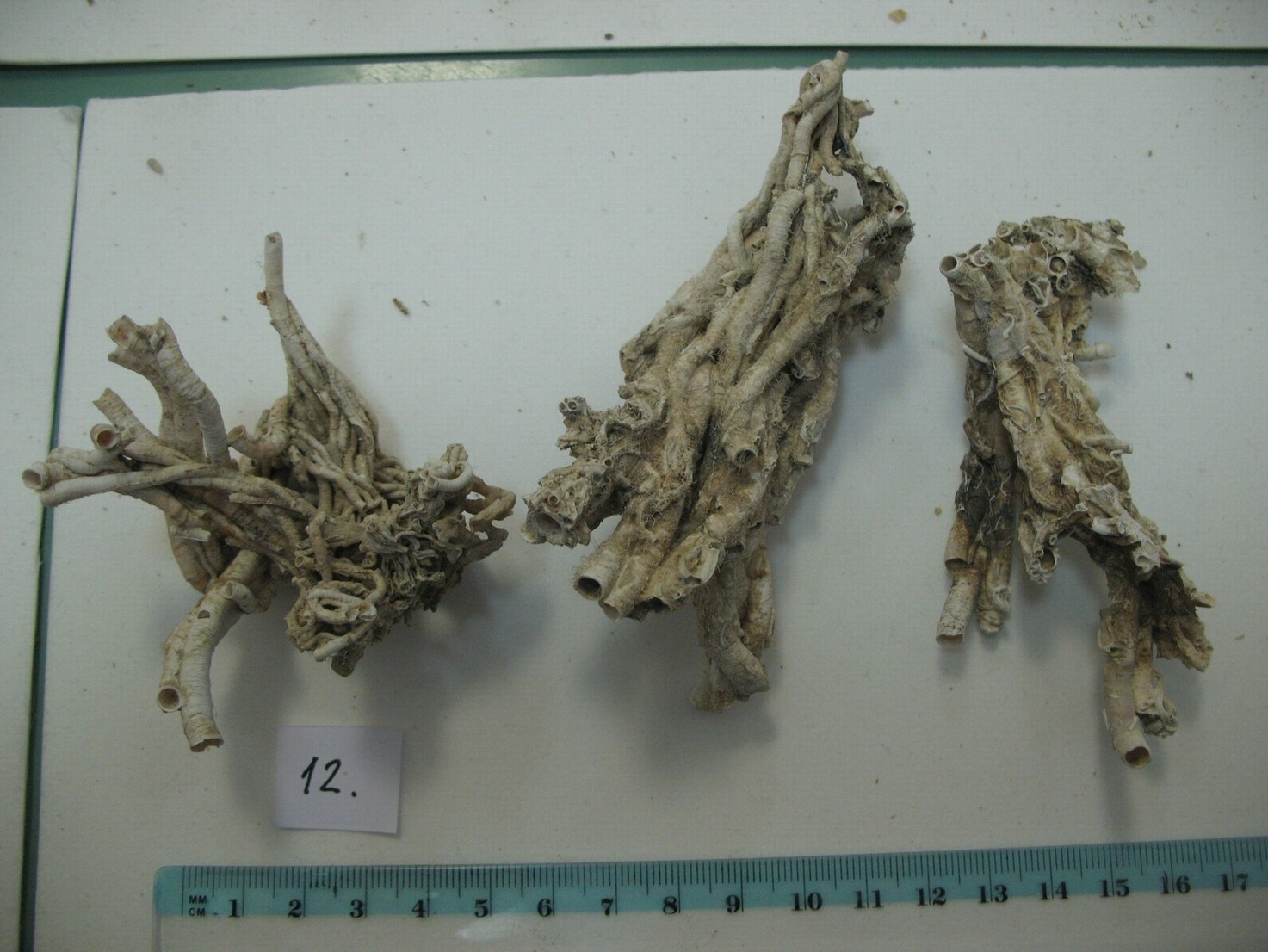 Vermes e Mollusca
